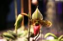 orchidees senat 015 * 4368 x 2912 * (4.71MB)